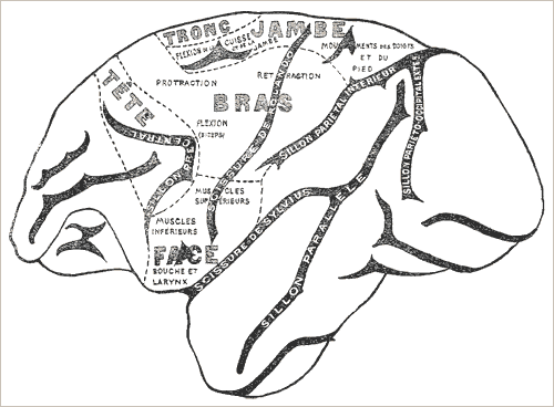 Image 2 : « Distribution topographique de la zone motrice chez le singe (hémisphère gauche, face externe), d’après Schaefer et Horsley » in James, [1890] 1921, p. 135. Si le principe des localisations fonctionnelles motrices est acquis, on ne constate aucune prétention à en donner une représentation anatomiquement ordonnée.