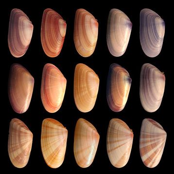 Figure 1 : Donax variabilis, une même espèce, de multiples apparences ou phénotypes : classer ou singulariser ? Source : « Coquina variation 3 » de Debivort, Wikimedia commons, CC-BY-SA.