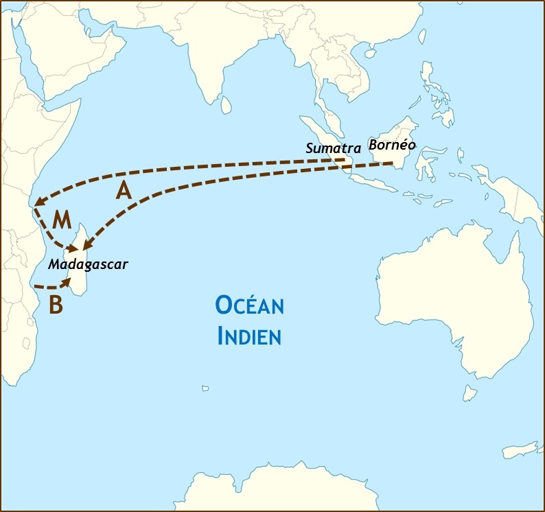 Figure 2 : Schéma de différentes hypothèses sur l’origine du peuplement de Madagascar. La migration proto-malgache est-elle d’origine austronésienne (A), bantoue (B), ou l’île a-t-elle initialement été peuplée par une population métisse austronésienne-bantoue qui se serait préalablement formée sur la côte orientale africaine (M) ? Figure adaptée de « Indian Ocean laea location map » de Tentotwo, Wikimedia commons, CC-BY-SA).