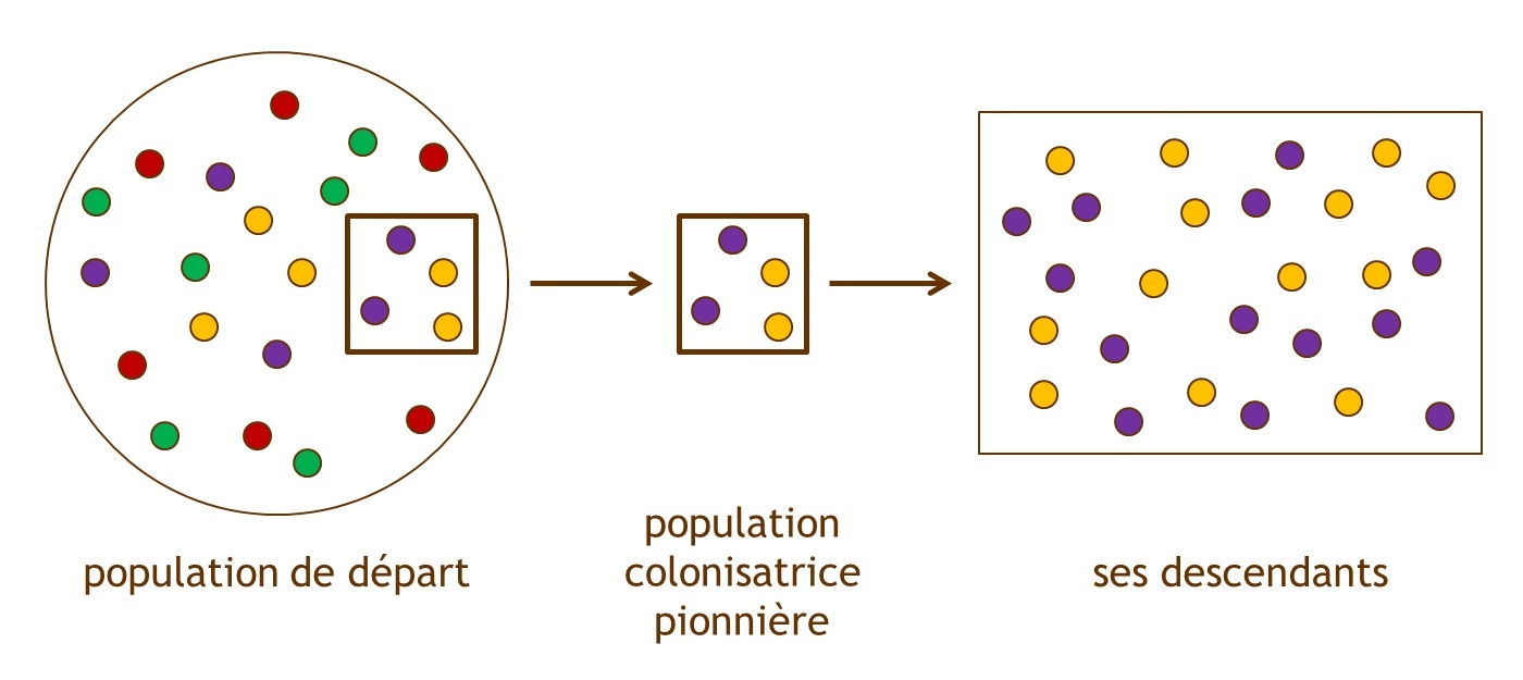 Figure 3 : L’« effet fondateur », exemple d’une dérive génétique. Les ronds colorés représentent les différents variants génétiques d’un même gène (allèles). Lorsqu’une partie de la population émigre pour coloniser un nouveau territoire, la diversité génétique est diminuée dans la population issue de cette émigration et ne représente donc pas celle de la population initiale. La dérive génétique produit, au hasard, une variation de la fréquence des différents allèles dans la population des descendants, et ce en absence de toute sélection naturelle. Source : Sonia Dheur.