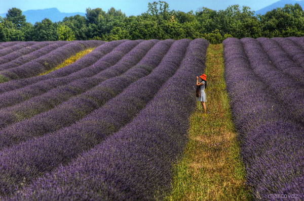 Illustration : marcovdz, « Purple Fields 1 », 23.06.2011, https://www.flickr.com/photos/marcovdz/5866430355/ (licence Creative Commons).